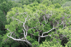 Laguna del Tigre National Park, Guatemala. Photo by Micha Rahder.